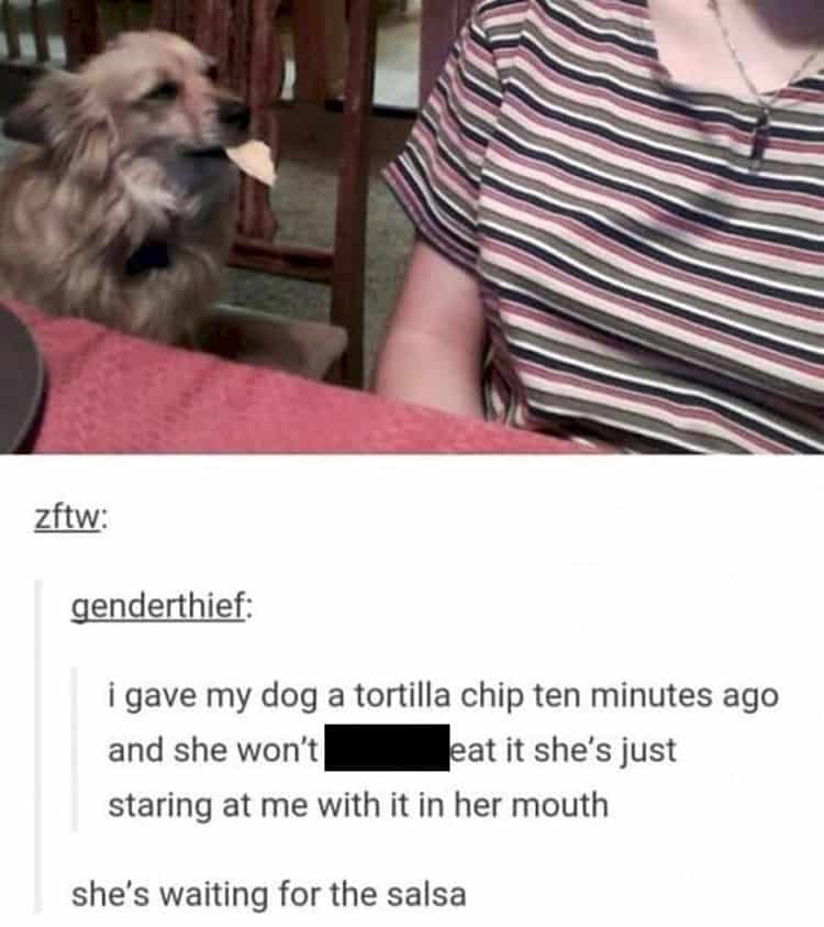 dog-wont-eat-chip-without-salsa-brutally-honest-people