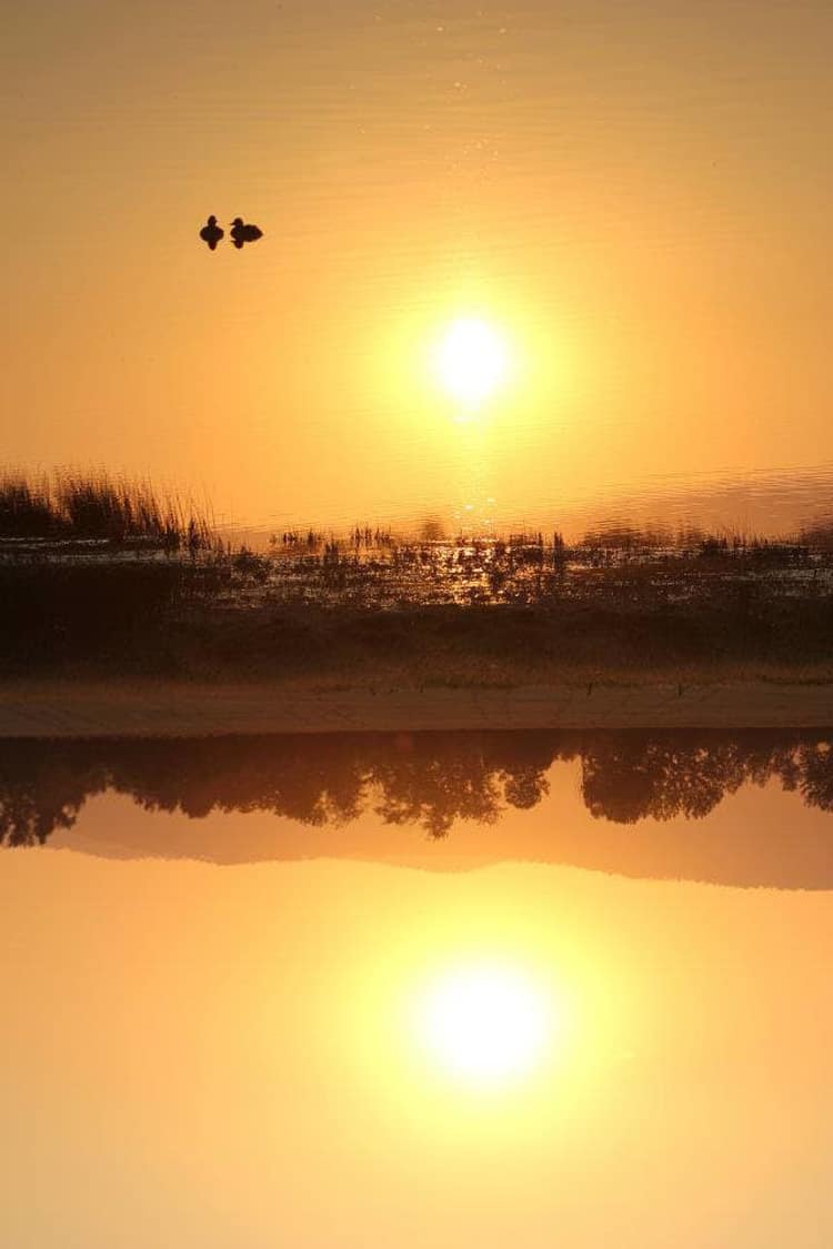 ducks-reflection-lake-flipped-perplexing-photos