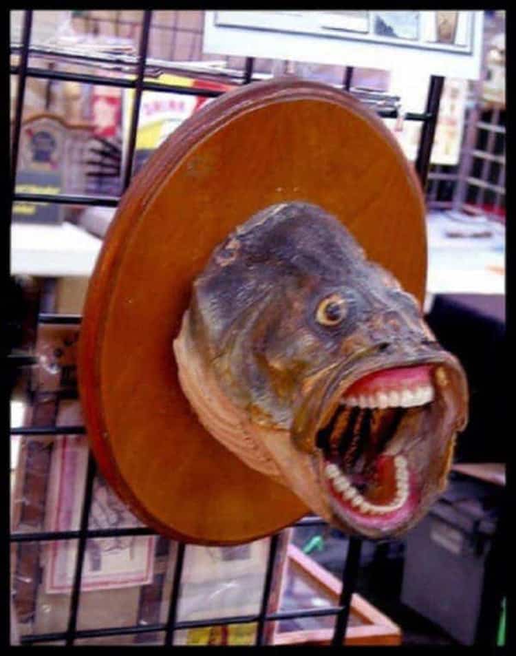 fish-wall-display-weird-teeth-questionable-photos