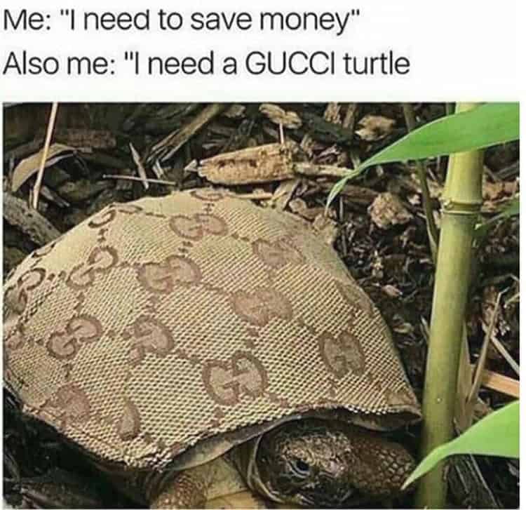 gucci-shell-turtle-visually-pleasing-photos