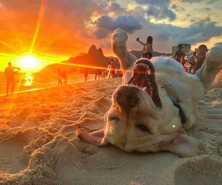 happy-dog-enjoying-the-sunset-coolest-things