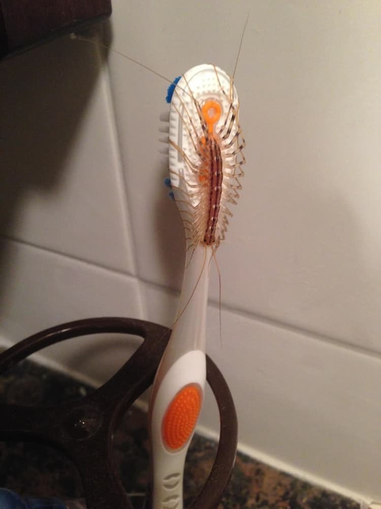 icky-bug-on-a-toothbrush-spine-chilling-photos