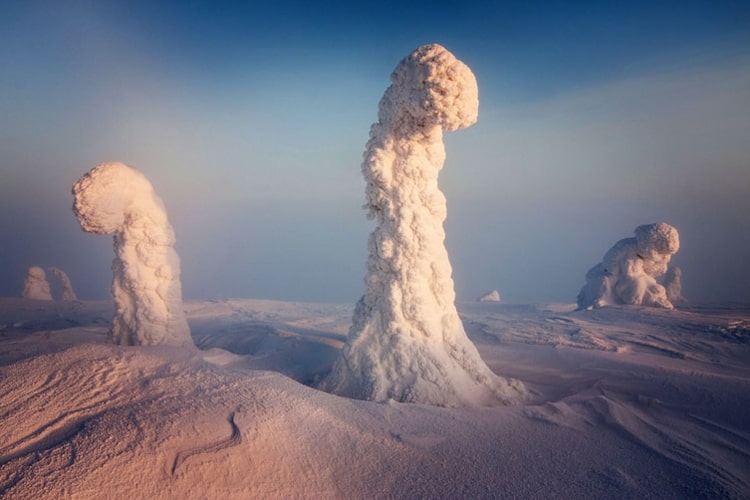 lapland-trees-covered-in-snow-coolest-things