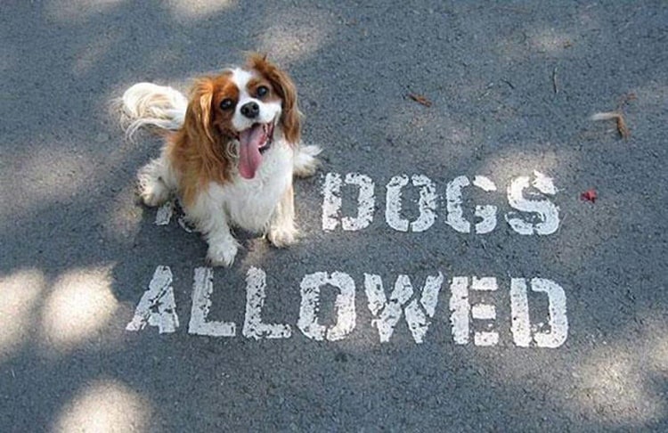 no-dogs-allowed-people-breaking-rules