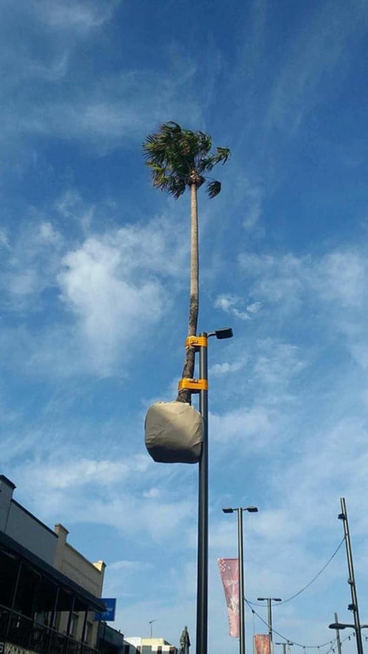 palm-tree-street-lamp-crazy-mysteries