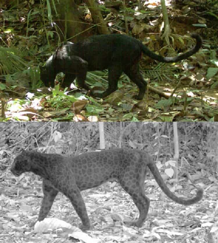 panthers-spots-infrared-camera-astonishing-photos