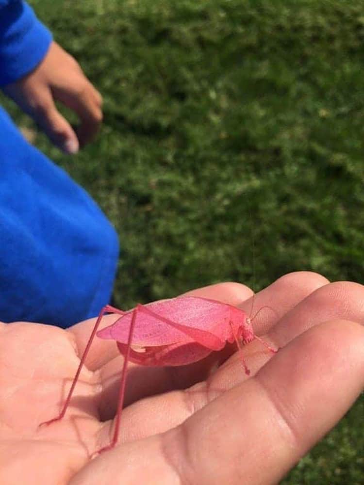 pink grasshopper hilariously weird things