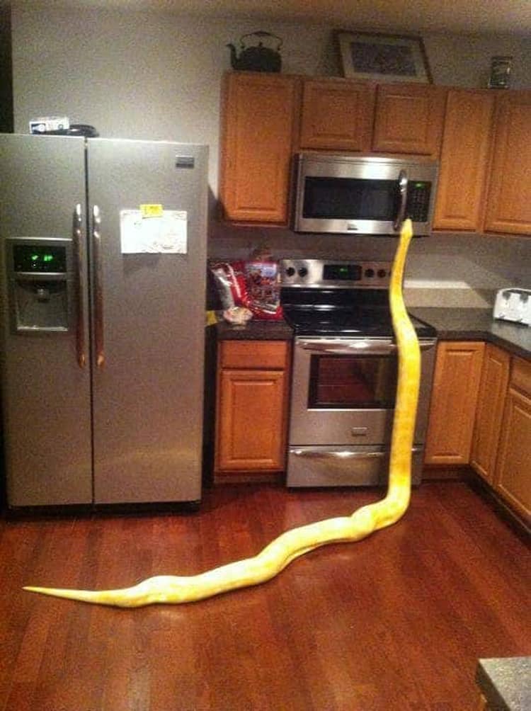 snake-rummaging-the-kitchen-questionable-photos