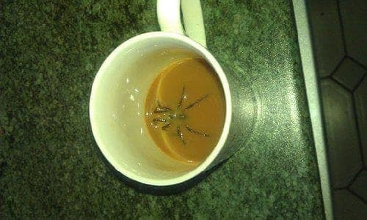 spider-in-the-coffee-questionable-photos