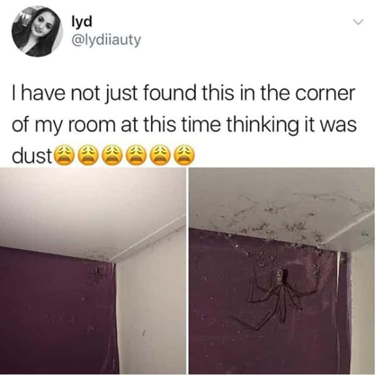 spider-on-the-ceiling-corner-creepy-pictures