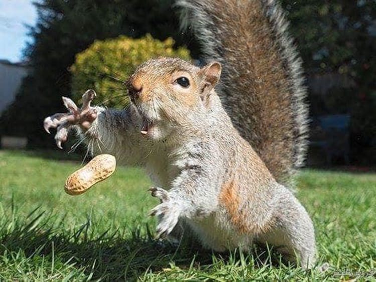 squirrel-catching-a-peanut-impressive-photos