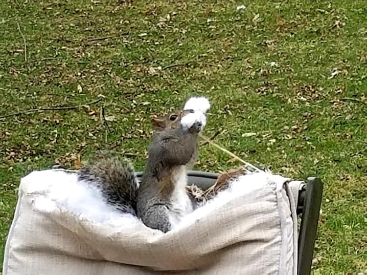 squirrel-eating-cushion-cotton-hilariously-bad-situations