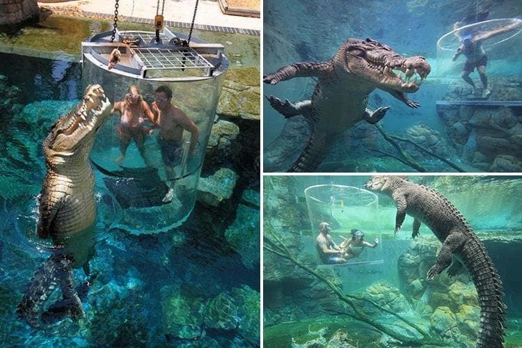 swimming-with-crocodile-creepy-pictures