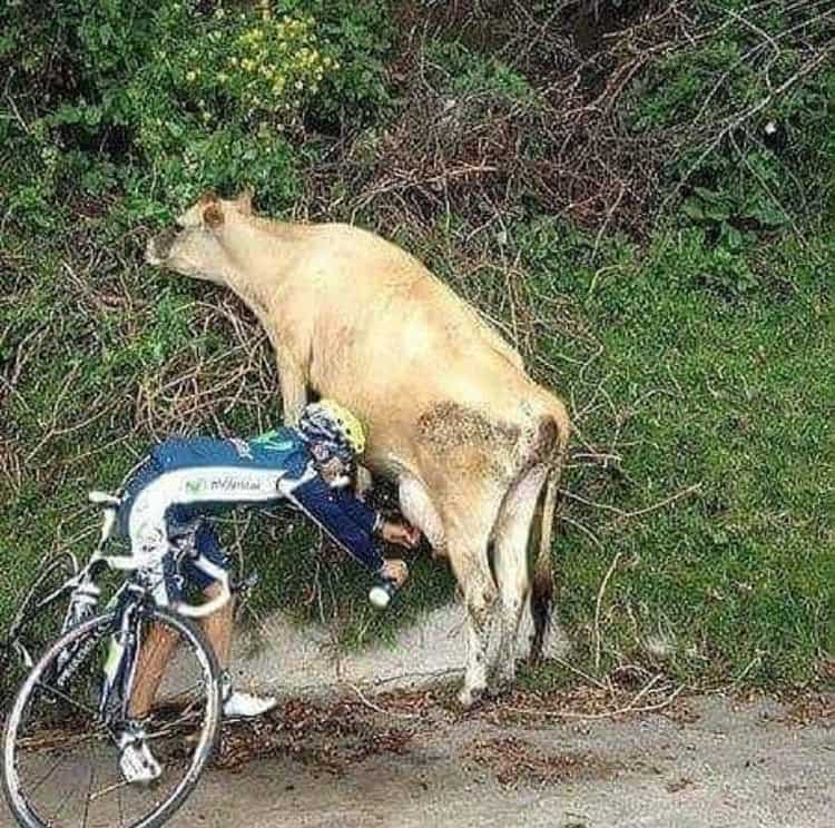 thirsty-cyclist-milking-a-cow-april-fools