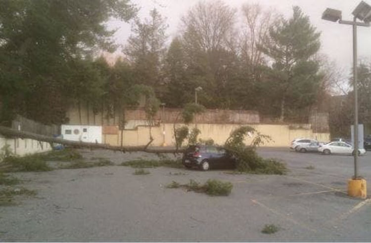 tree falling on a car annoying pics