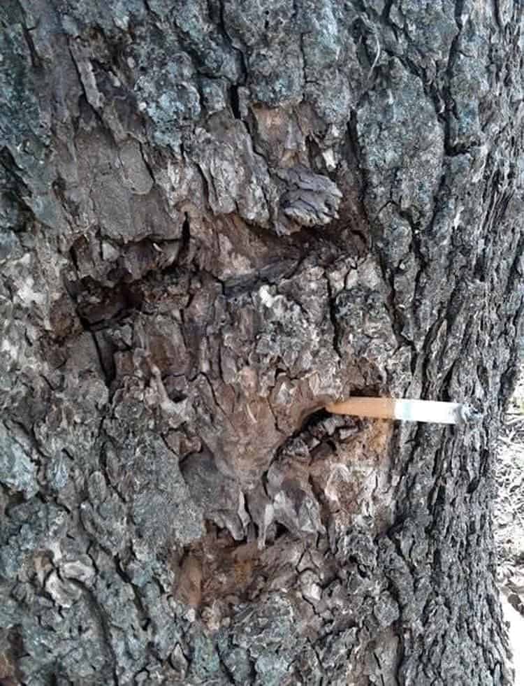 tree-trunk-smoking-cigarette-nonsensical-photos