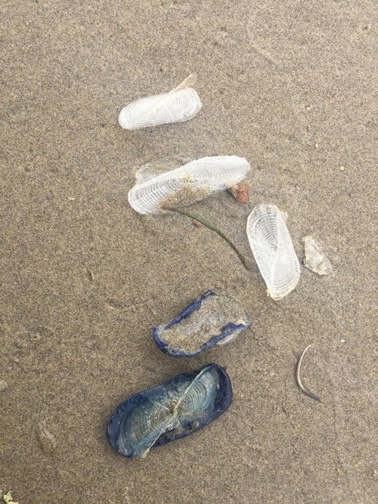 velella-amazing-proofs-that-internet-can-solve-anything