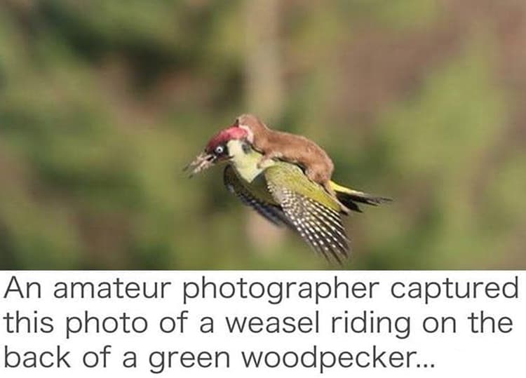 weasel-riding-a-flying-bird-coolest-things