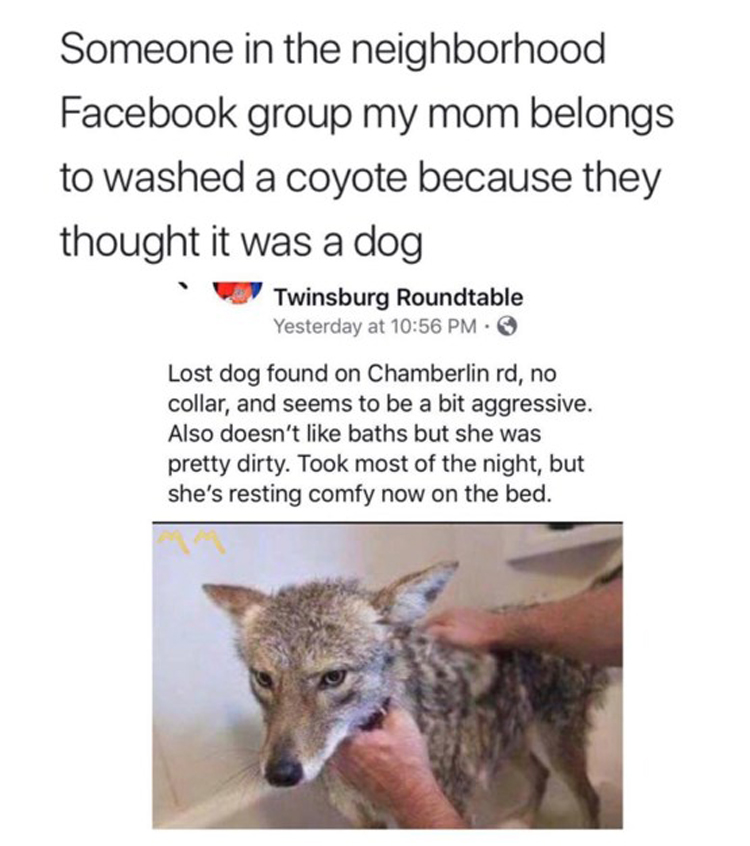 coyote-mistaken-as-dog-ridiculously-funny-pics