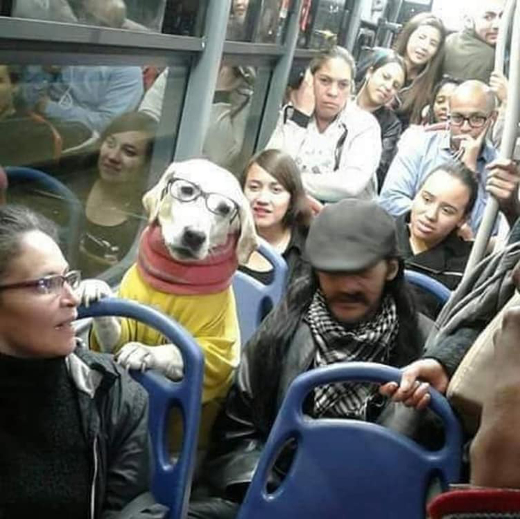 dog-commuter-outrageous-photos
