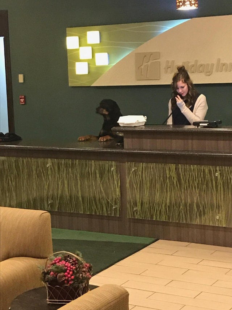dog-receptionist-funny-proofs-earth-goofball