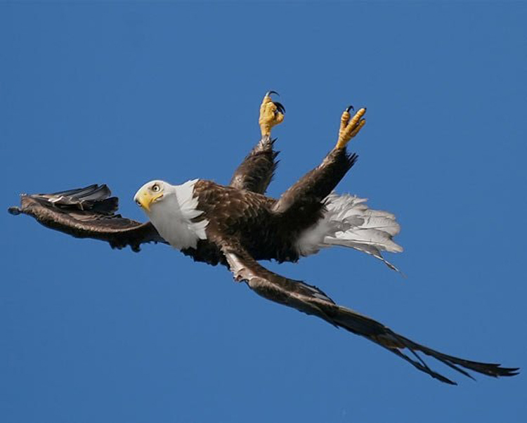 eagle-backstroke-cool-photos