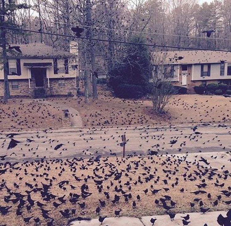 flock-of-grackles-invasion-stranger-things-real-world