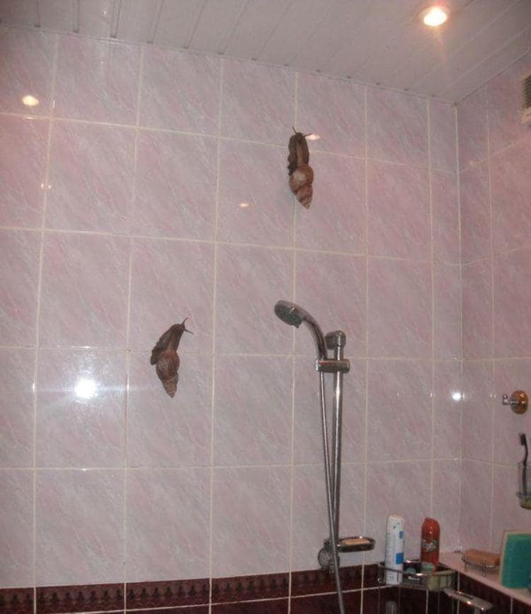 giant-snails-bathroom-hilariously-atrocious-things