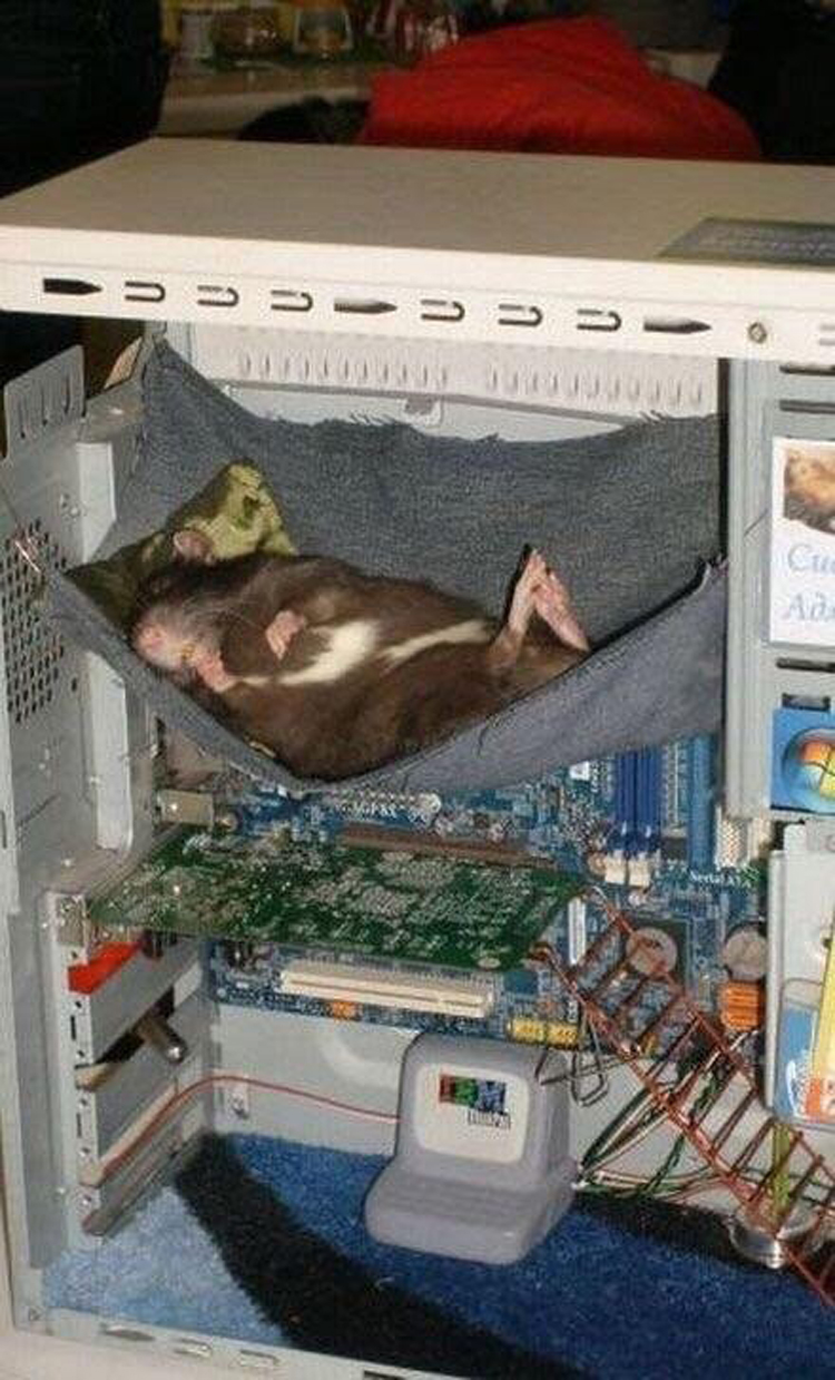 hamster-hammock-computer-people-tomfoolery