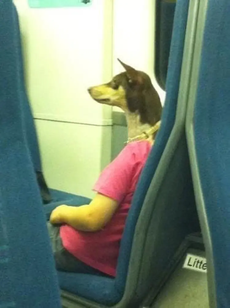 passenger-dog-head-people-tomfoolery