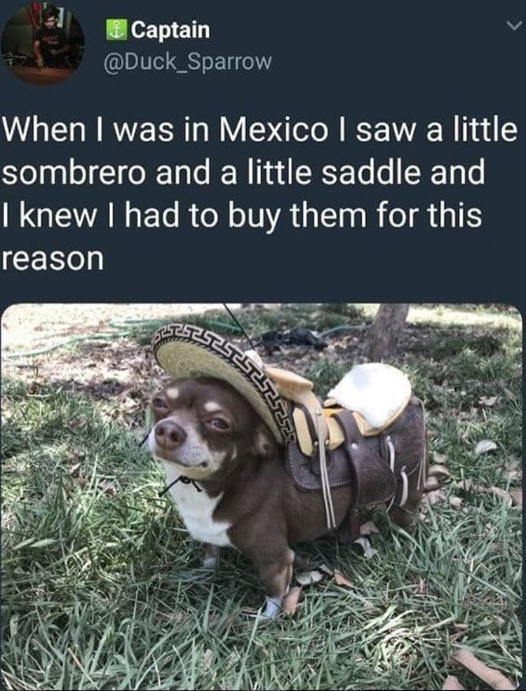 sombrero-saddle-for-dogs-impressive-jokesters