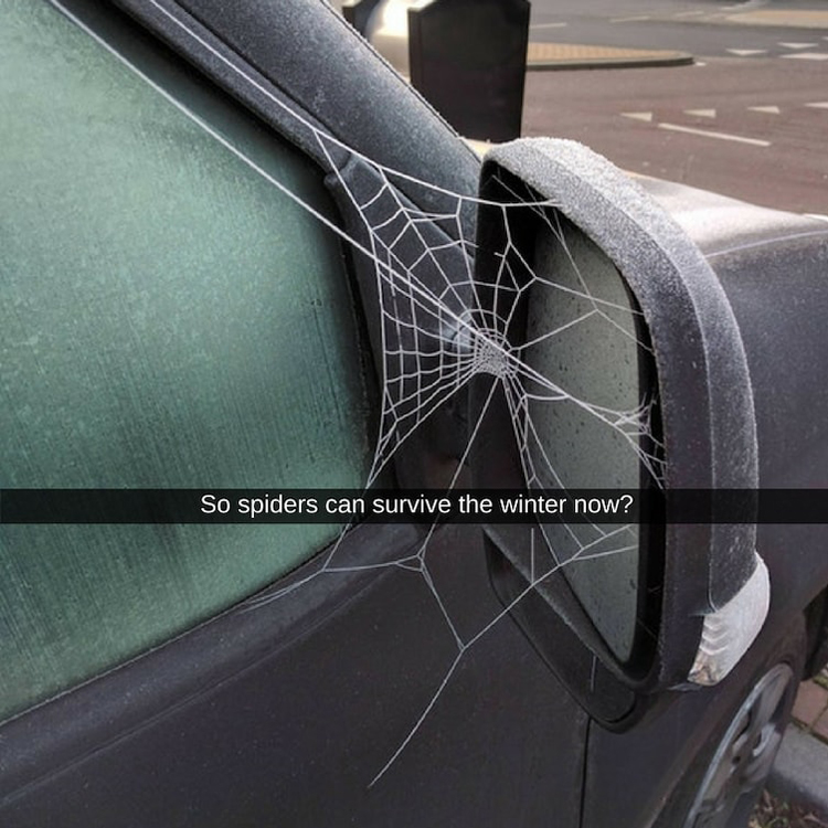 spider-web-car-mildly-disturbing-photos