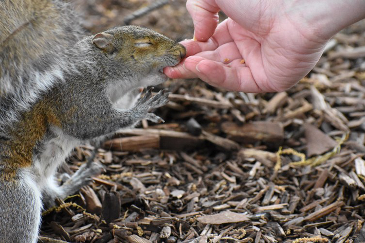 squirrel-biting-fingers-cool-photos