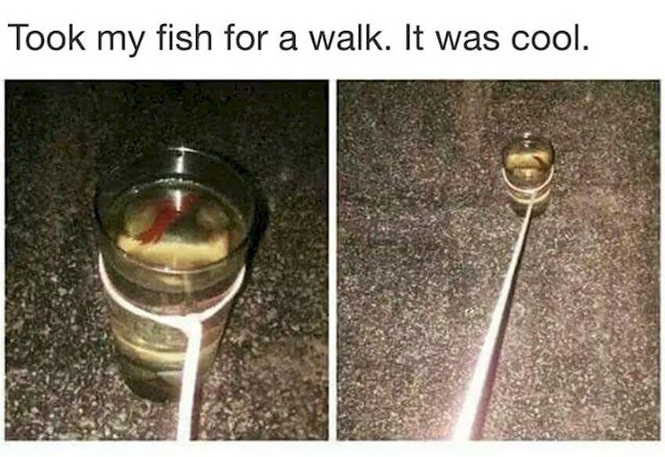 taking-fish-for-a-walk-ridiculously-funny-pics