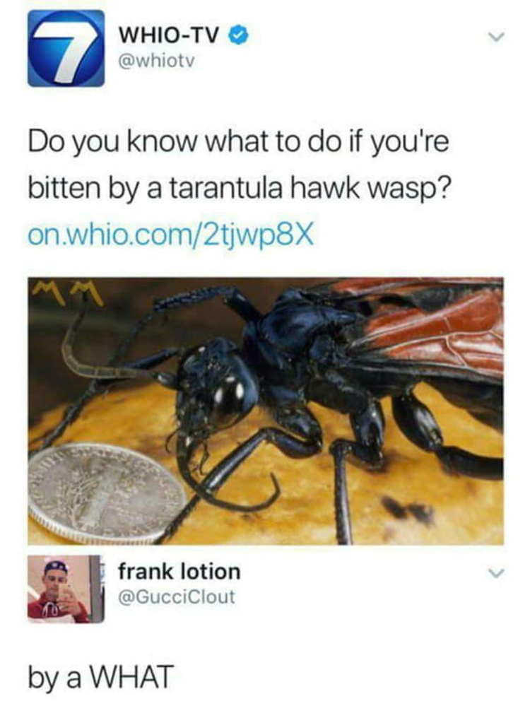 tarantula-hawk-wasp-mildly-disturbing-photos