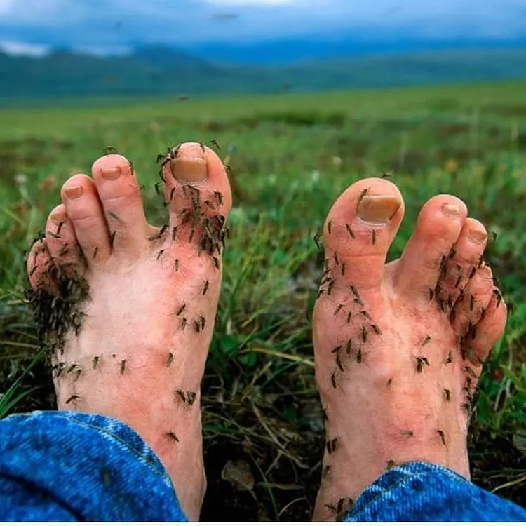 toes-full-mosquitoes-funny-proofs-earth-goofball