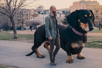 6-feet tall photoshopped dachshund dog