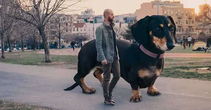 6-feet tall photoshopped dachshund dog