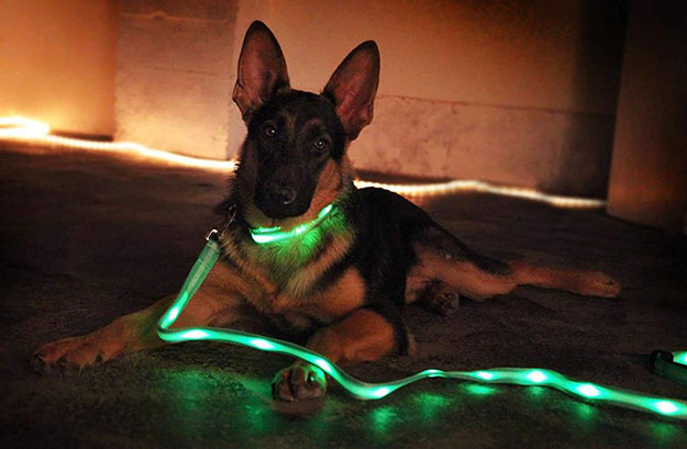 dog wearing LED collar