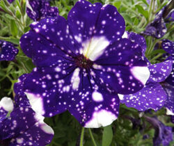 Night Sky Petunia