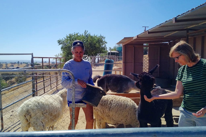 airbnb alpaca ranch guests