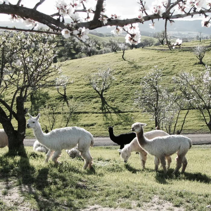 airbnb alpaca ranch