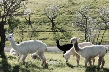 alpaca ranch airbnb