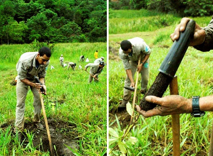 brazil forest restoration