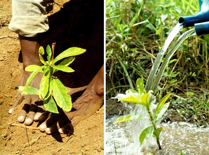 brazil reforestation instituto terra