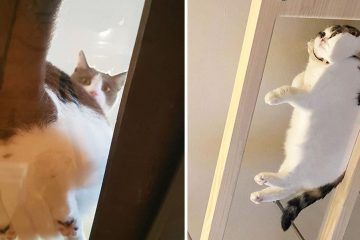 cats on glass tables