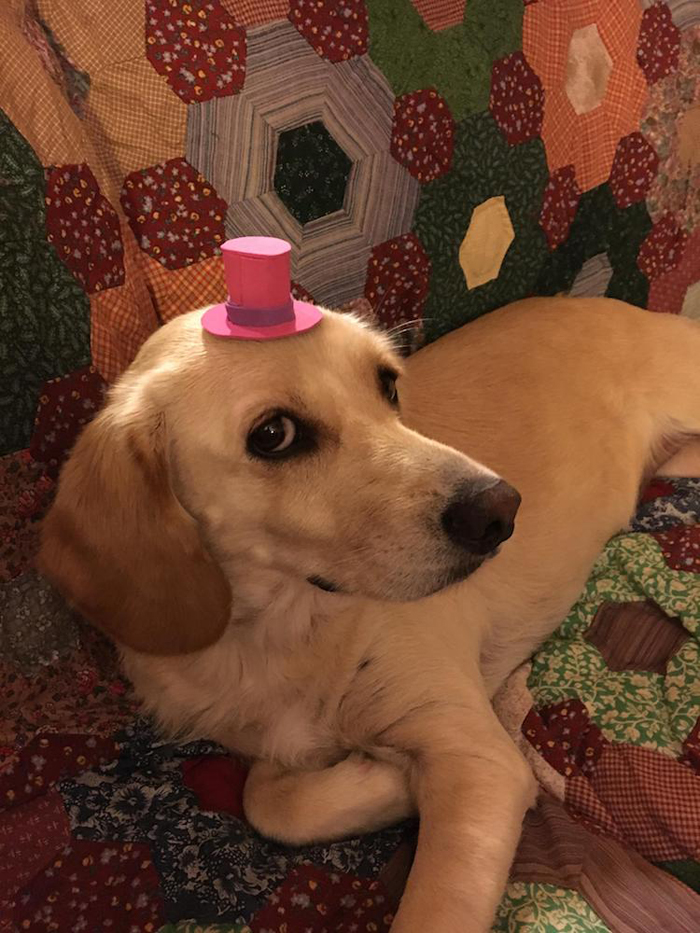 dog in fabulous toad hat