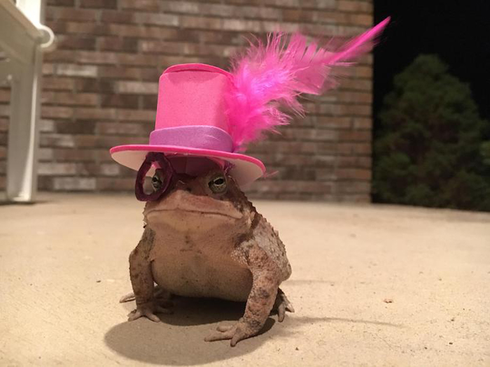 fabulous toad hat monocle