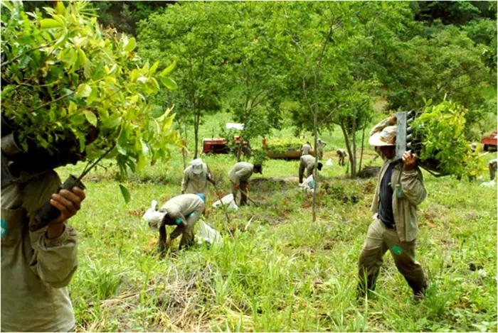 instituto terra plant 2 million trees