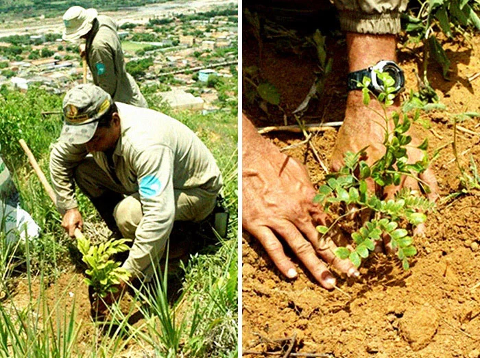 instituto terra plant 4 million saplings